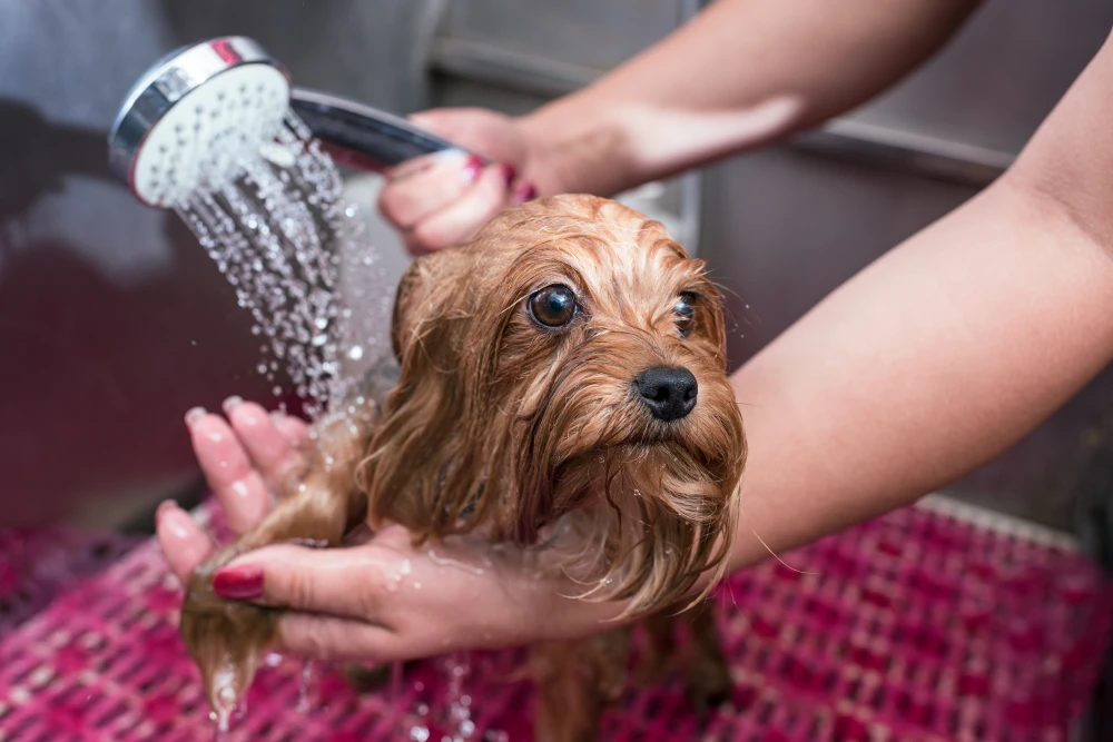 Perro en peluqueria en andorra — Yorky’s